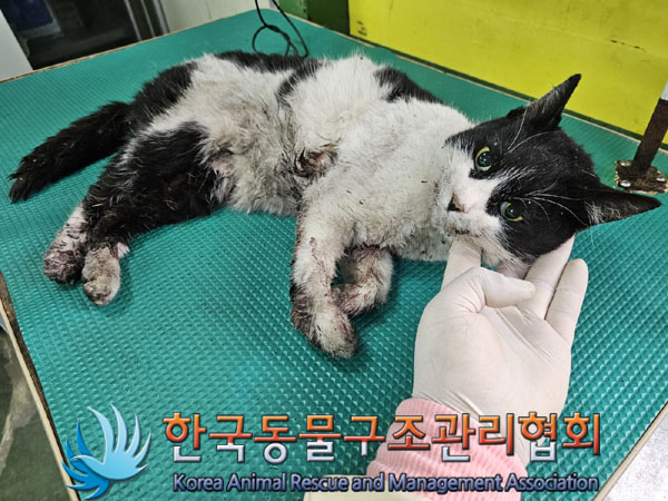 한국동물구조관리협회_441559202300135